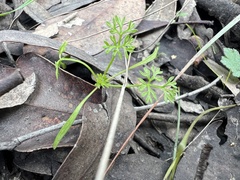 Daucus glochidiatus
