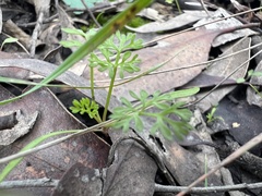 Daucus glochidiatus