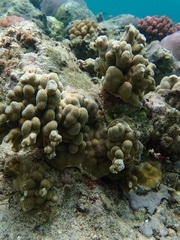 Porites deformis