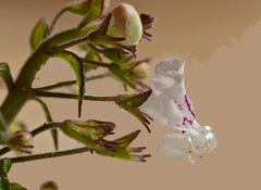 Lamiaceae