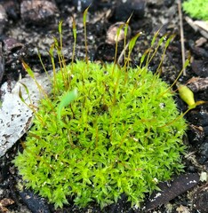 Pseudocrossidium crinitum