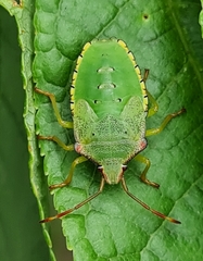 Acanthosoma haemorrhoidale