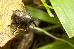 Chalcodermus