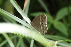 Mycalesis perseoides