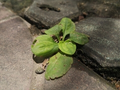 Plantago asiatica