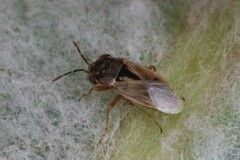 Geocoris pallens