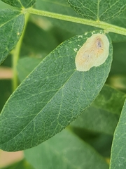 Aulagromyza caraganae