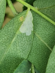 Aulagromyza caraganae