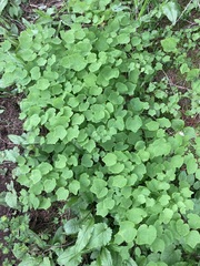 Vancouveria hexandra