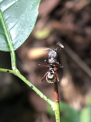 Dolichoderus decollatus