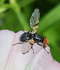 Ceroxys munda