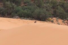 Corvus corax sinuatus