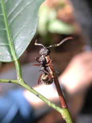 Dolichoderus decollatus