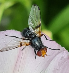 Ceroxys munda
