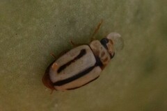 Hyperaspidius andrewsi