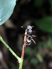 Dolichoderus decollatus