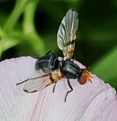 Ceroxys munda