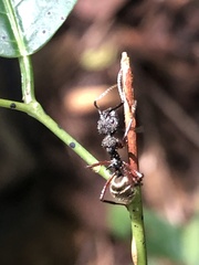 Dolichoderus decollatus