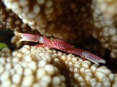 Trapezia rufopunctata