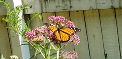 Danaus plexippus