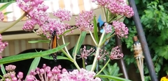 Danaus plexippus