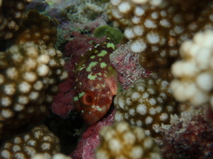 Sebastapistes cyanostigma