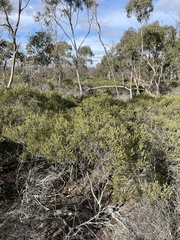 Acacia glandulicarpa