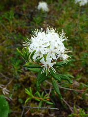 Rhododendron tomentosum