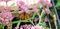 Danaus plexippus