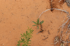 Phyllanthus warnockii