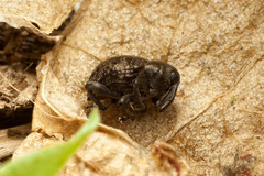 Chalcodermus