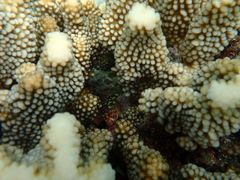 Sebastapistes cyanostigma