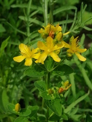 Hypericum maculatum maculatum