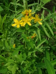 Hypericum maculatum maculatum