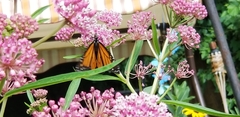 Danaus plexippus