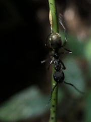 Dolichoderus decollatus