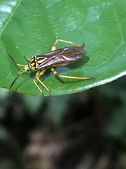 Iridopeplus pellucidipennis