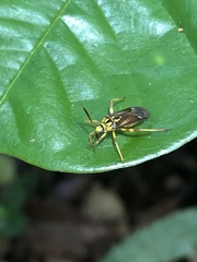 Iridopeplus pellucidipennis