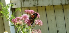 Danaus plexippus