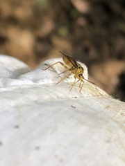 Iridopeplus pellucidipennis