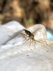 Iridopeplus pellucidipennis