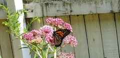 Danaus plexippus