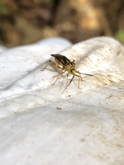 Iridopeplus pellucidipennis