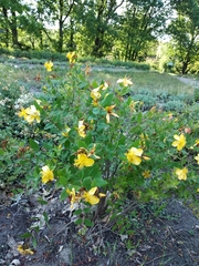 Hypericum beanii