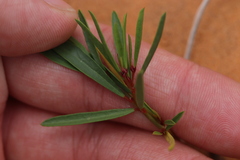 Phyllanthus warnockii