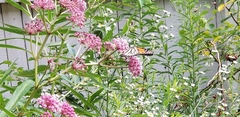 Danaus plexippus