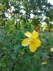 Hypericum beanii
