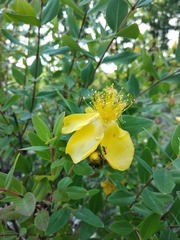 Hypericum beanii