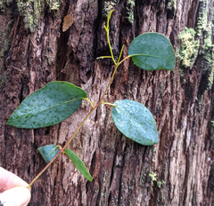 Eucalyptus delegatensis