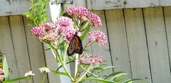 Danaus plexippus